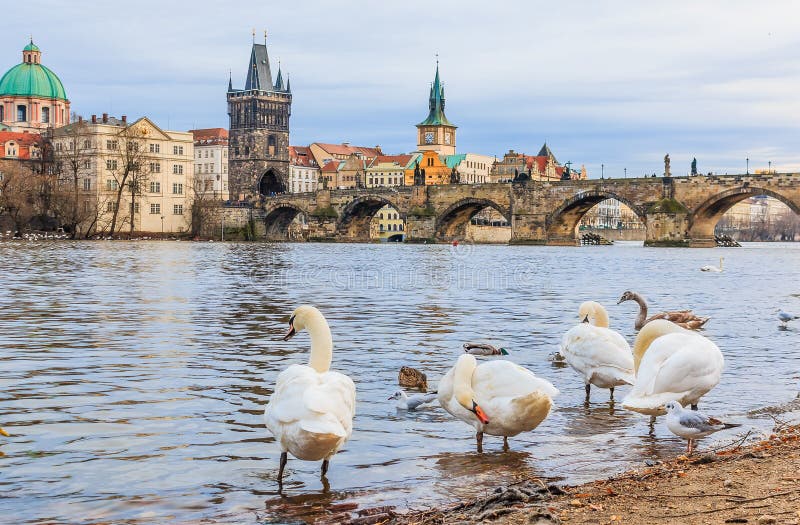 Pont et cygnes de Charles à Prague photographie stock Pont et cygnes de Charles à Prague photographie stock