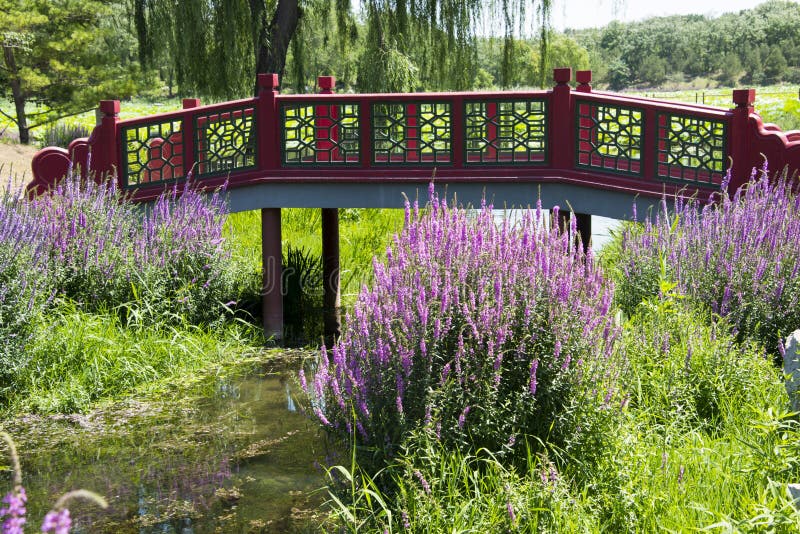 Asian China, Beijing, Old Summer Palace Park, red bridge, beautiful Lythrum salicaria, clear lake, the charming scenery. Asian China, Beijing, Old Summer Palace Park, red bridge, beautiful Lythrum salicaria, clear lake, the charming scenery