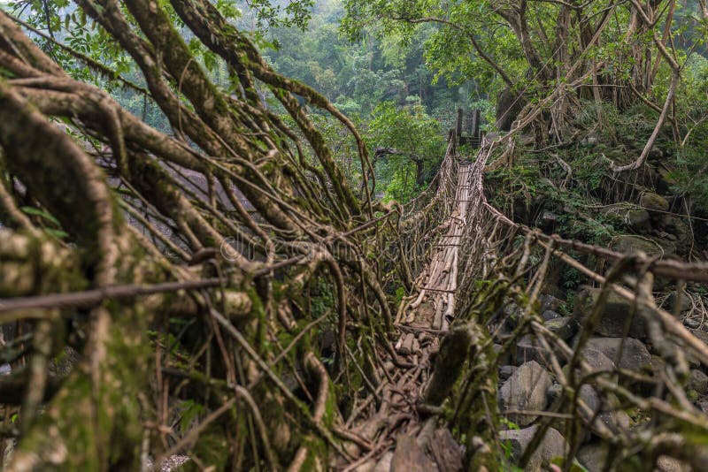 Living roots bridge near Nongriat village, Cherrapunjee, Meghalaya, India. This bridge is formed by training tree roots over years to knit together. Living roots bridge near Nongriat village, Cherrapunjee, Meghalaya, India. This bridge is formed by training tree roots over years to knit together.