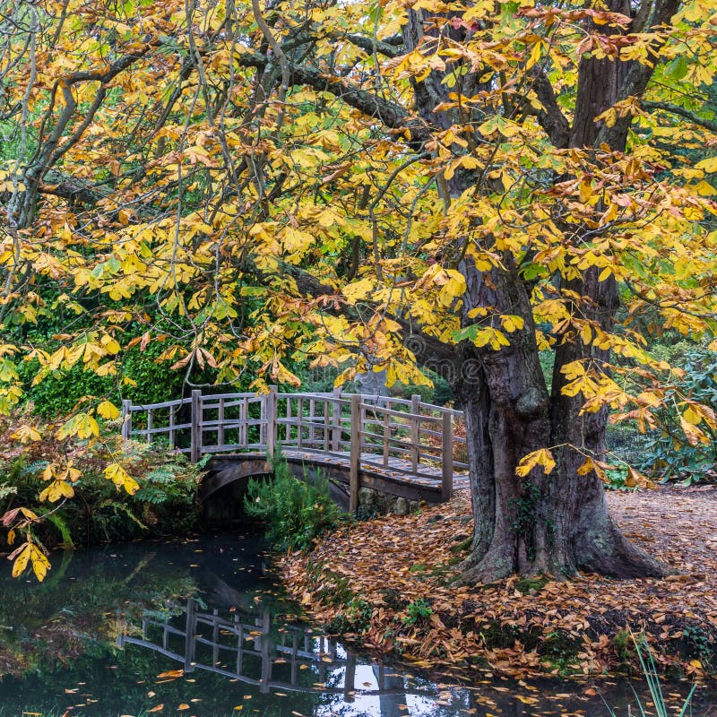 A view of a Japanese style bridge, framed by a horse chestnut tree. A view of a Japanese style bridge, framed by a horse chestnut tree.