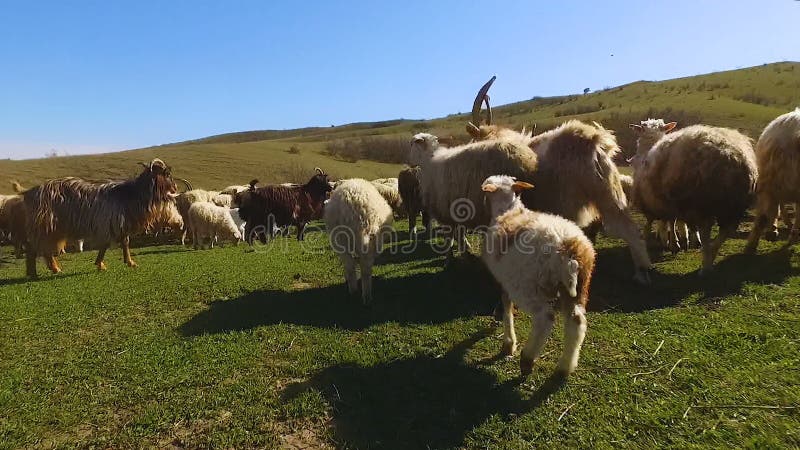 Ponto de vista do cão-pastor que persegue o rebanho dos carneiros no vale verde, produzindo