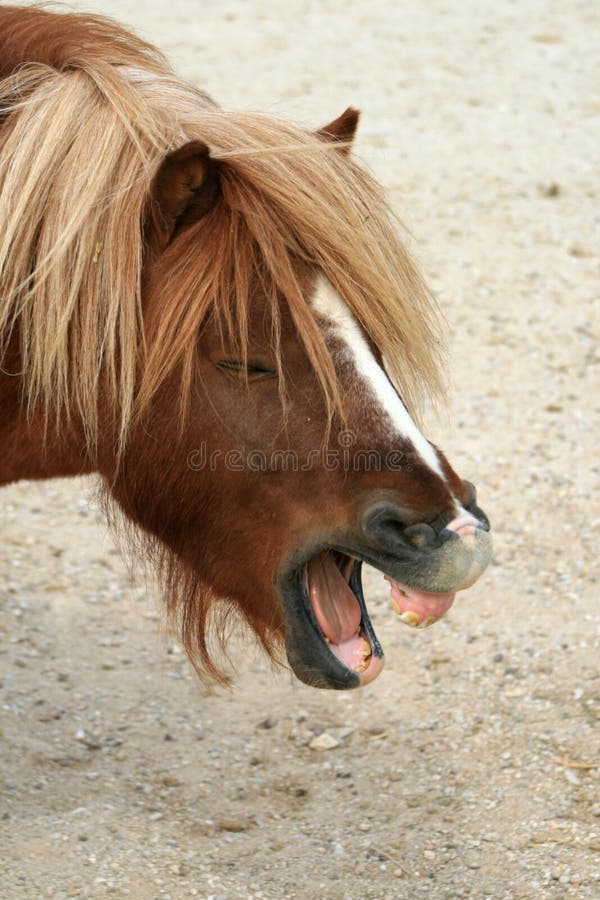 Horse Pulling Funny Face stock image. Image of field 40270703