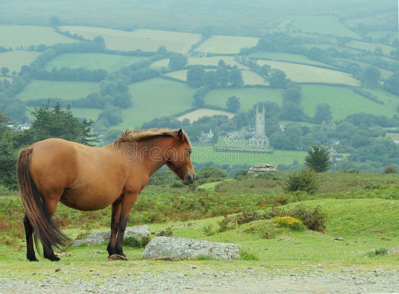 Profile of brown pony high on a hill in Dartmoor Park in Devon, England with farmland and village in distant background. Profile of brown pony high on a hill in Dartmoor Park in Devon, England with farmland and village in distant background