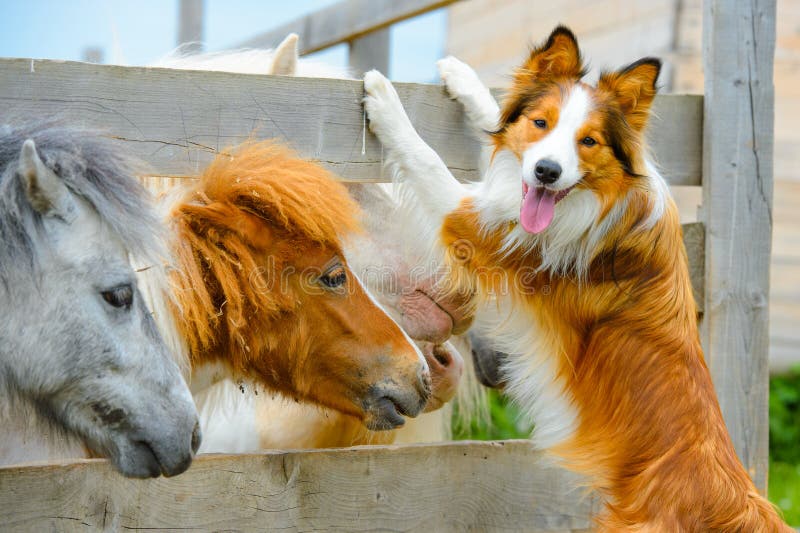 Pony and Border Collie dog, dating