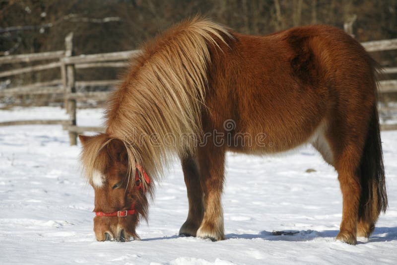 Pony horse in winter corral rural scene