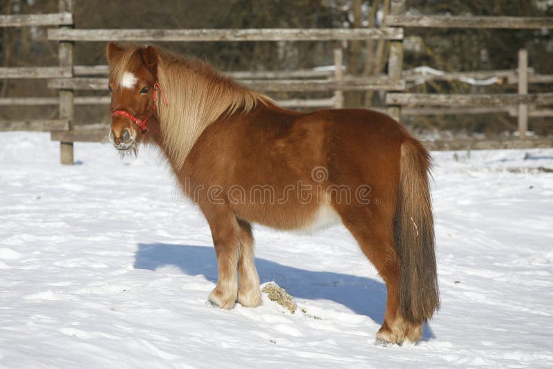 Pony horse in winter corral rural scene