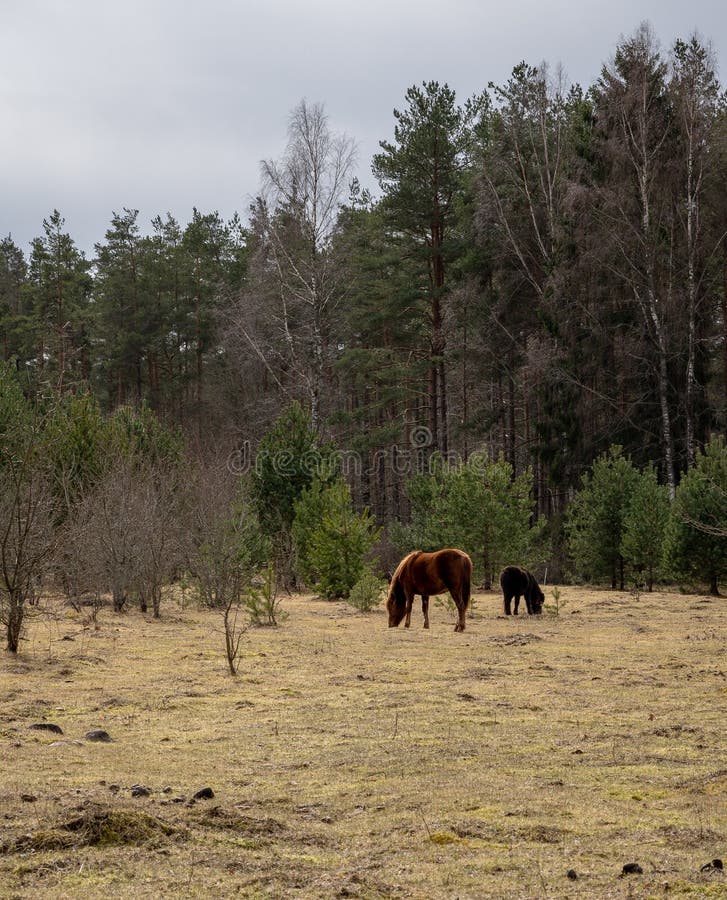 Pony with Horses at Pine Forest Stock Photo Image of mare, fresh