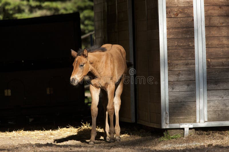 Pony next to building.