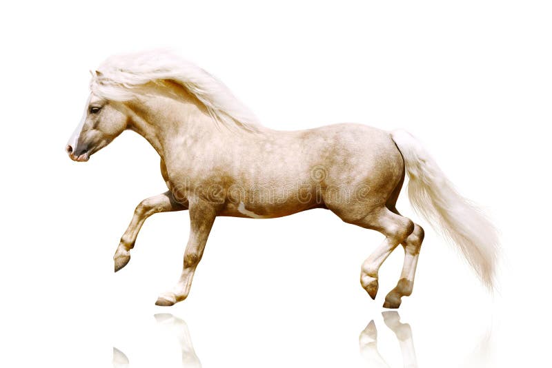 Pony stallion