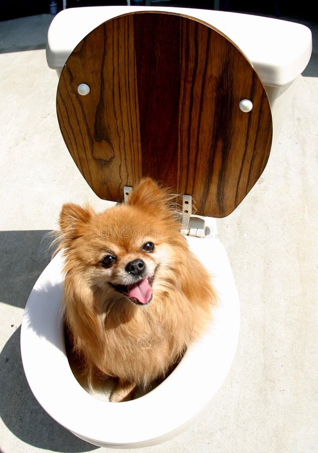 Pooch on the Pot stock photography Pooch on the Pot stock photography