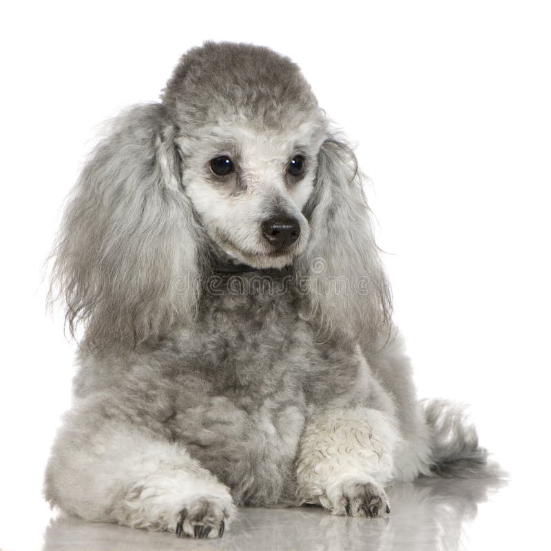 Apricot Miniature French Poodle in the Garden Stock Photo Image of