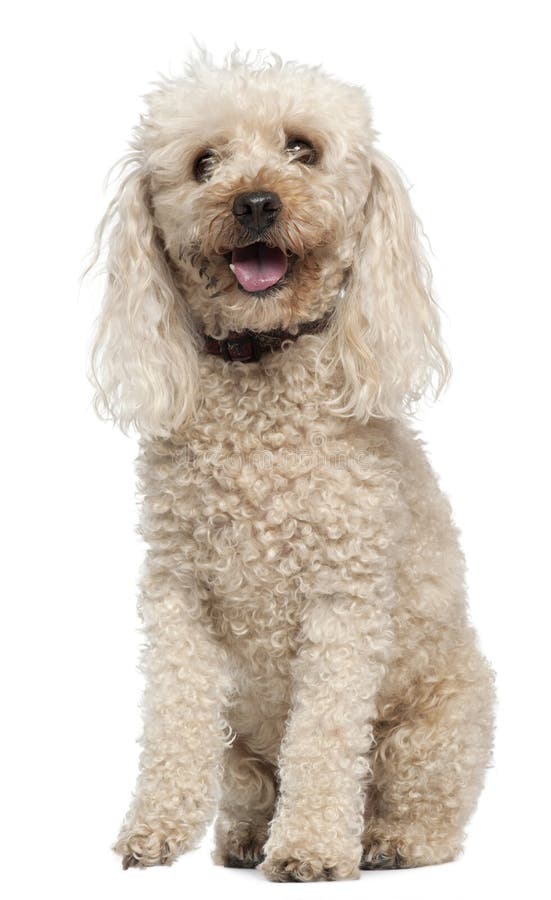 Poodle, 13 Years Old, Sitting In Front Of White Stock Photo Image of