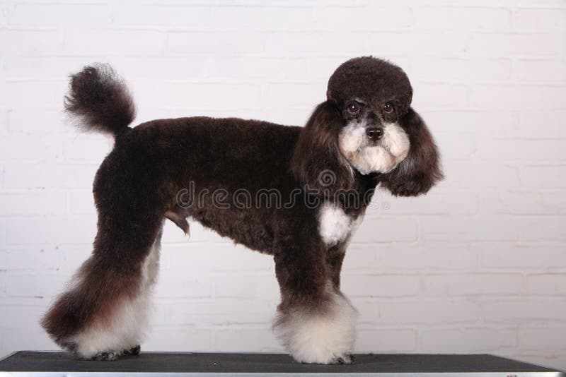 Apricot Miniature French Poodle in the Garden Stock Photo Image of