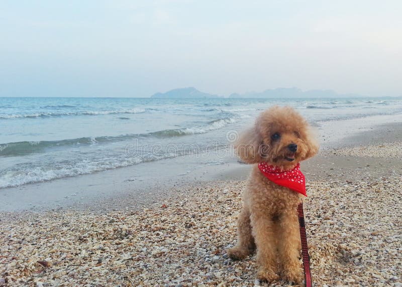 Poodle Dog at the Beach stock image. Image of enjoy 159304383