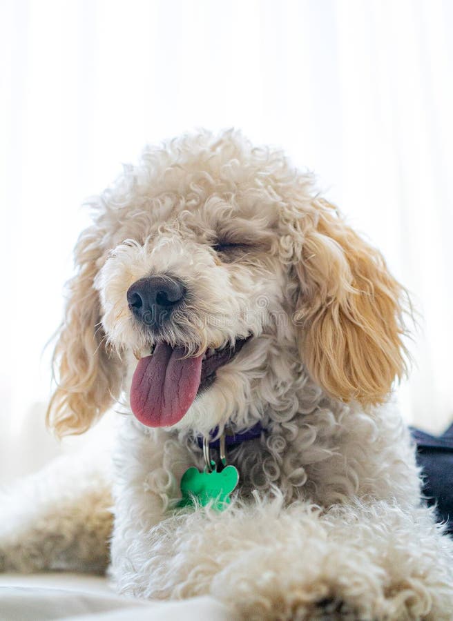 White dog poodle in bed stock photo. Image of poodle 159126520