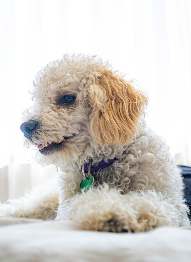 White dog poodle in bed stock image. Image of puppy 159126533