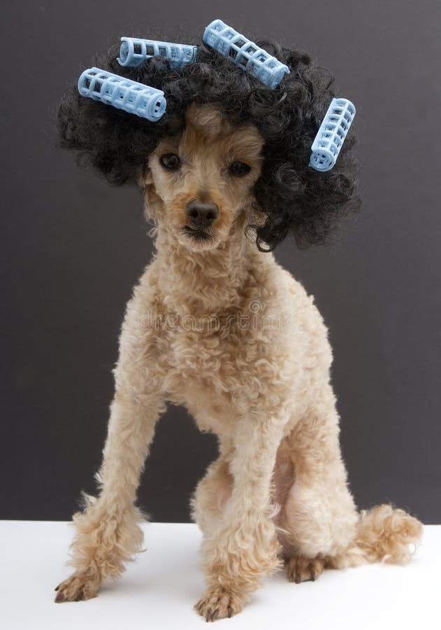 Poodle With Big Hair And Blue Curlers Stock Image - Image 