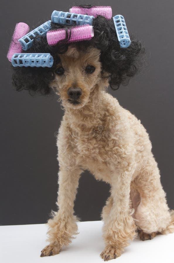 poodle curly hair