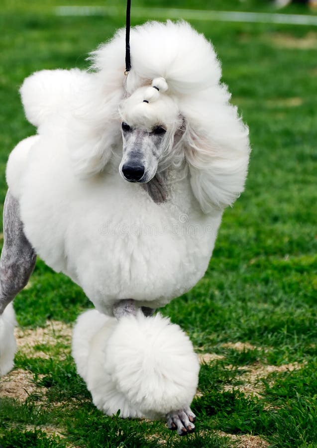Standard Poodle portrait stock image. Image of loyalty 218857
