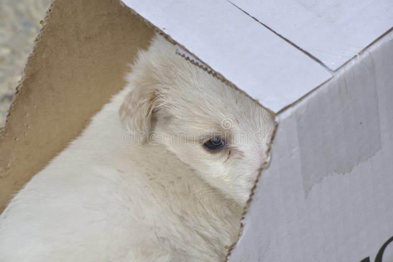 poodle dog left in a cardboard box for adoption royalty free stock image poodle dog left in a cardboard box for adoption royalty free stock image