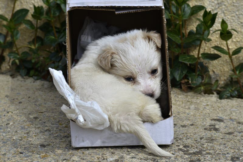Poodle dog left in a cardboard box for adoption royalty free stock image Poodle dog left in a cardboard box for adoption royalty free stock image