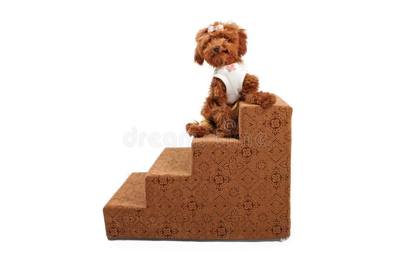 Three Miniature French Poodles on Chair Stock Photo Image of dogs