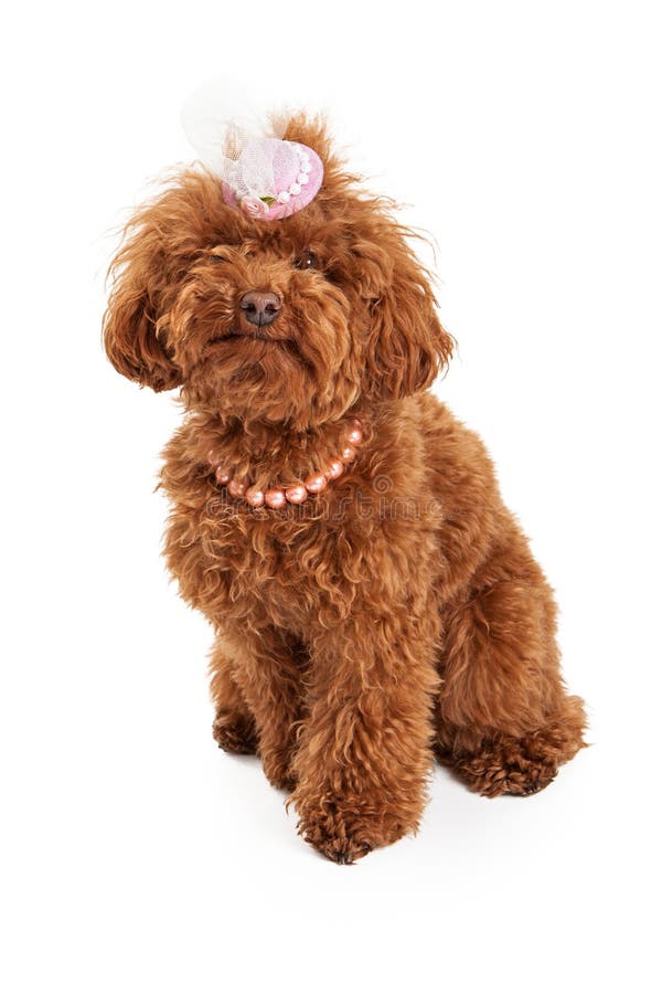 Poodle Dog Wearing Easter Hat Stock Image Image of fuzzy, white 29172963