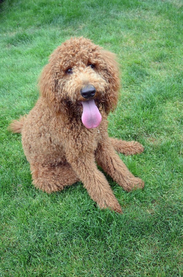 Chocolate Brown Standard Poodle Stock Image Image of pure, puppy 1794955