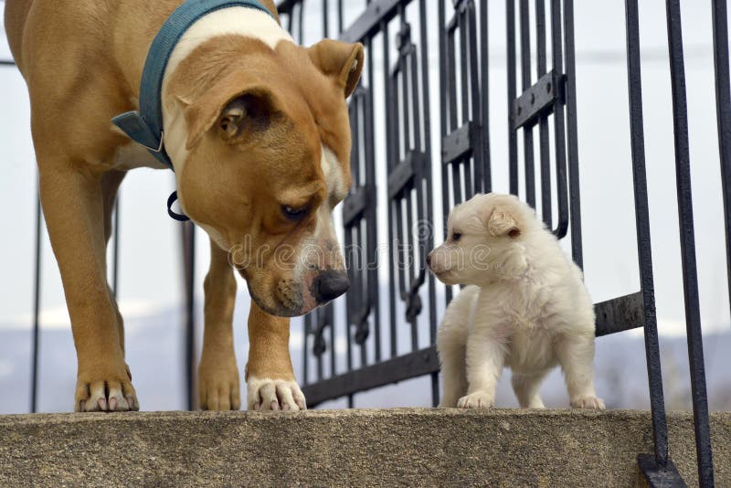 Poodle puppy`s first meeting with senior amstaff