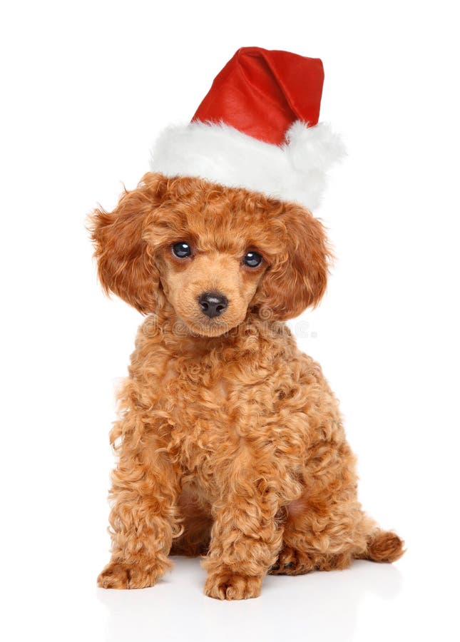 Poodle puppy in Santa hat stock photos Poodle puppy in Santa hat stock photos