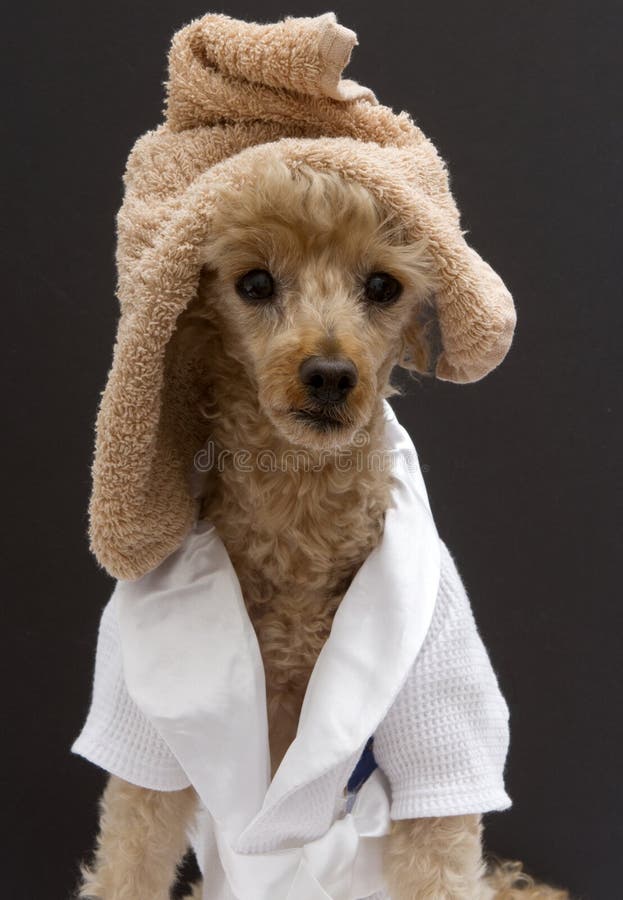 poodle towels