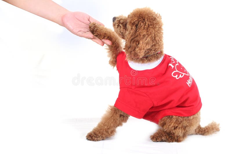 Poodle training