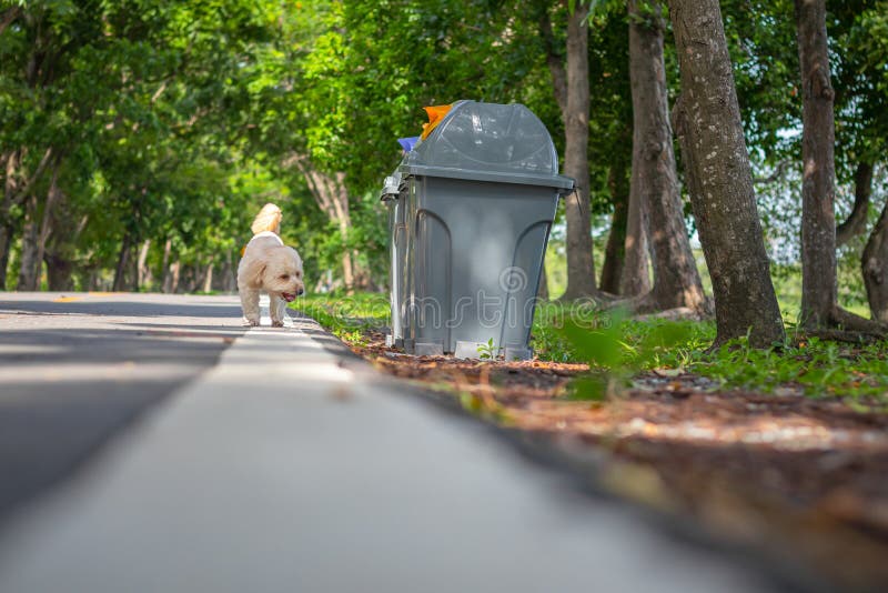 A poodle walking on the road in green park, Cute white poodle dog on green park background, background nature, green, animal, relax pet, puppy poodle dog standing, the bin in green park