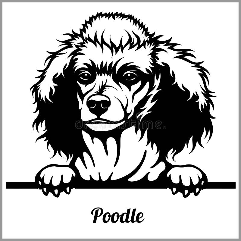 Poodle - σκυλιά κρυφοκοιτάγματος - κεφάλι προσώπου φυλής που απομονώνεται στο λευκό ελεύθερη απεικόνιση δικαιώματος