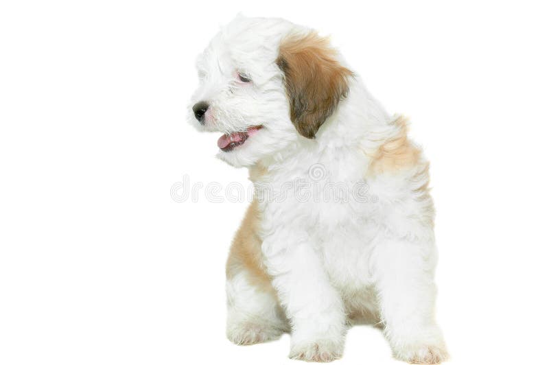 Poodle κουτάβι στοκ φωτογραφία με δικαίωμα ελεύθερης χρήσης