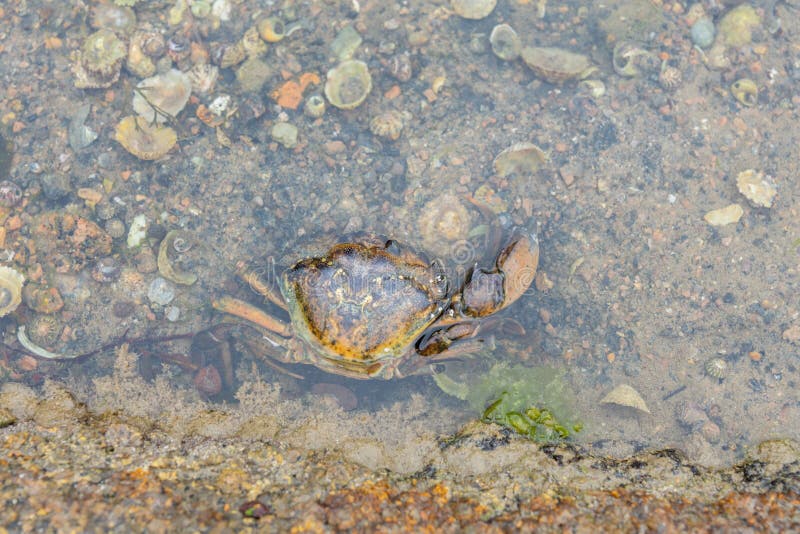 Detail Of Crab In Tide Pool Stock Photo Image of atlantic, pool 89147318