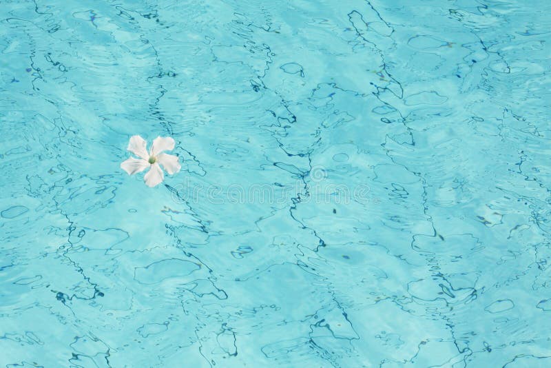 Pool Water Surface Texture And White Flower Blue Water Background Top