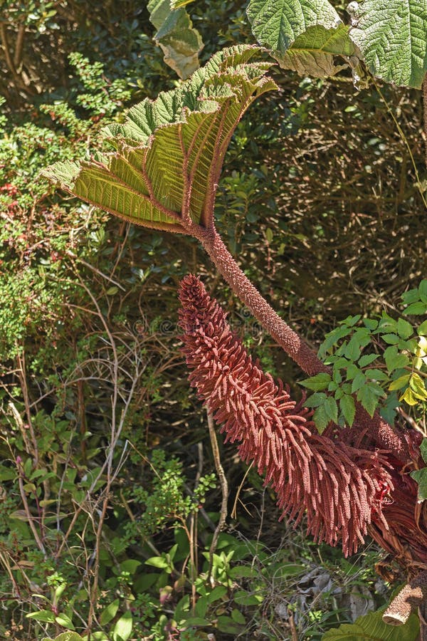 Poor Man`s Umbrella Plant and its Flower