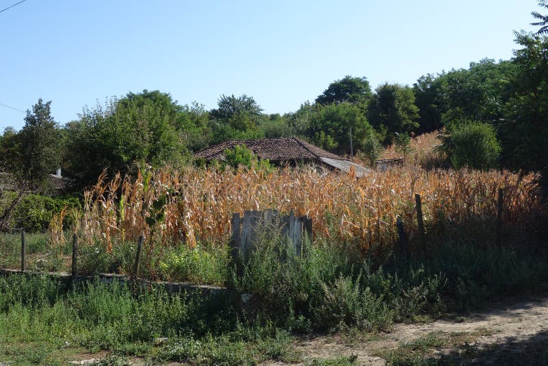 Poor rural houses hidden by corn culture royalty free stock photos Poor rural houses hidden by corn culture royalty free stock photos