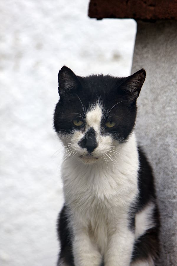 skinny black and white cat