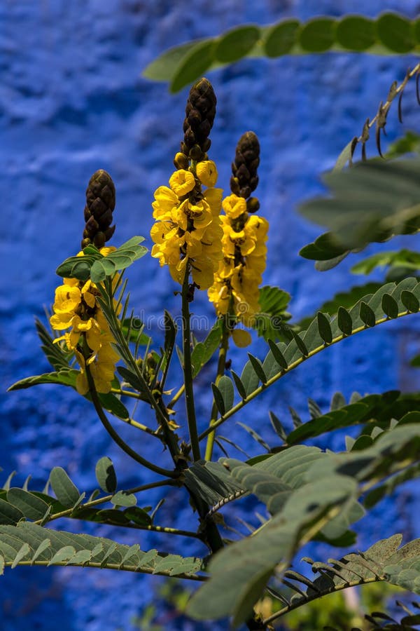 Popcorn cassia, αποκαλούμενο επίσης cassia φυστικοβουτύρου στοκ εικόνα με δικαίωμα ελεύθερης χρήσης Popcorn cassia, αποκαλούμενο επίσης cassia φυστικοβουτύρου στοκ εικόνα με δικαίωμα ελεύθερης χρήσης