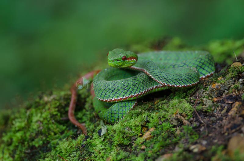 Pope`s Green Pitviper Snake Stock Image - Image of popeia, venom: 130930895
