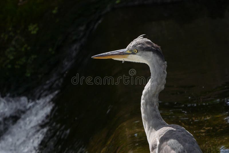 Popielata czapla, portret, twarz i głowa/Ardea cinerea, fotografia stock Popielata czapla, portret, twarz i głowa/Ardea cinerea, fotografia stock