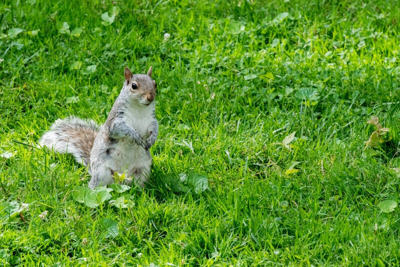 Popielata wiewiórka na zielonym portreta spojrzeniu przy tobą fotografia stock Popielata wiewiórka na zielonym portreta spojrzeniu przy tobą fotografia stock