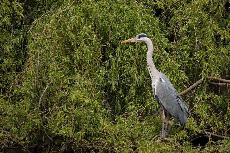 Popielaty czapli, Ardea cinerea portret/, umieszczający w wierzbowym drzewie zdjęcia stock Popielaty czapli, Ardea cinerea portret/, umieszczający w wierzbowym drzewie zdjęcia stock