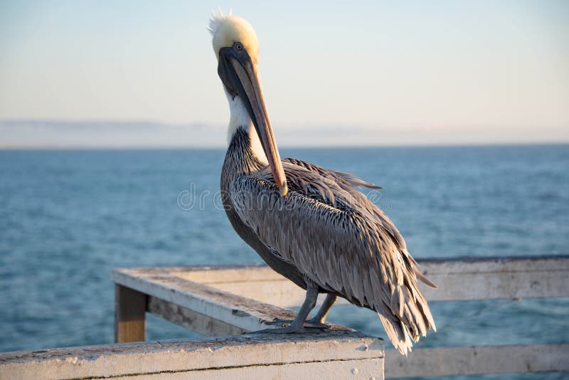 Popielaty Gelican przy Pismo plażą fotografia stock Popielaty Gelican przy Pismo plażą fotografia stock