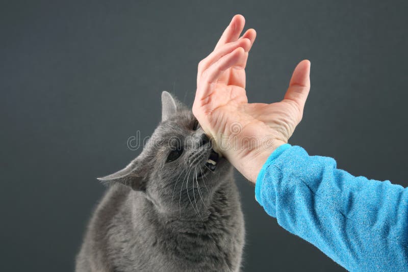 The grey cat aggressively biting the man`s hand. The grey cat aggressively biting the man`s hand