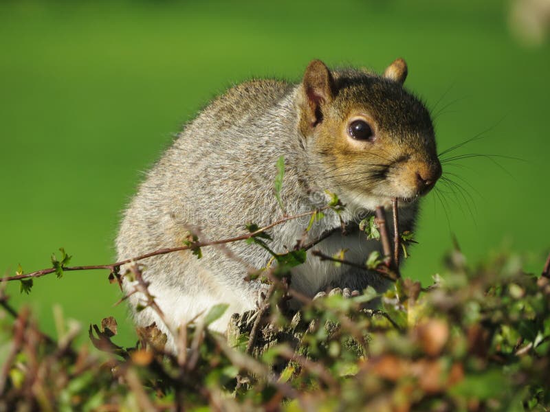 Popielaty Squirell, przyjaciel lub wróg fotografia royalty free