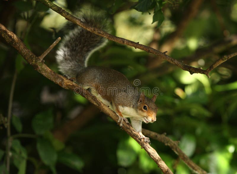 Popielaty Squirrell zdjęcie royalty free