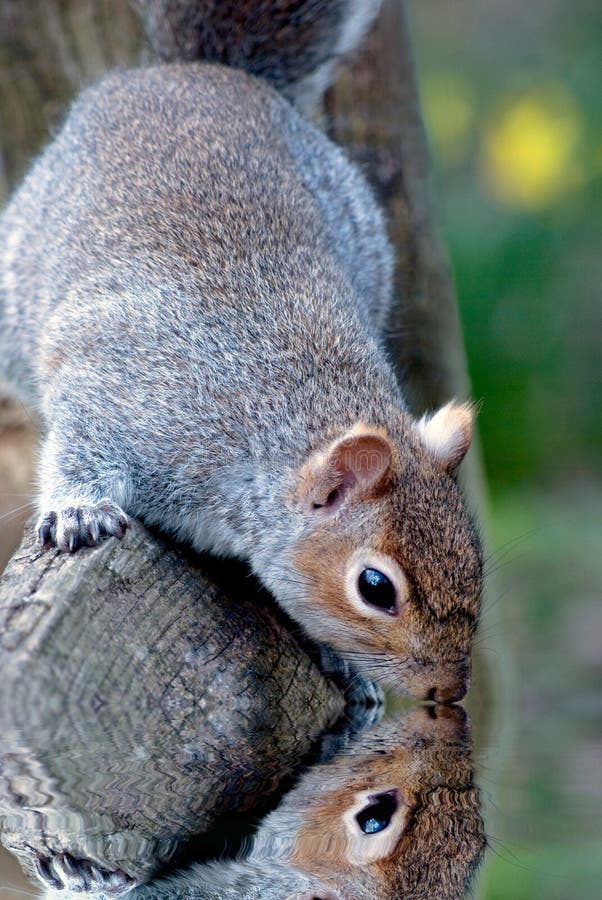 Popielaty Squirrell Patrzeje w Wodnego odbicie. Popielaty wiewiórczy dojechanie ja ` s głowy puszek od drewnianego ogrodzenia tak jakby pijący lub patrzejący w wodę Odbicie widoczny Wiosen daffodils w tle Wodny skutek sztucznie dodający